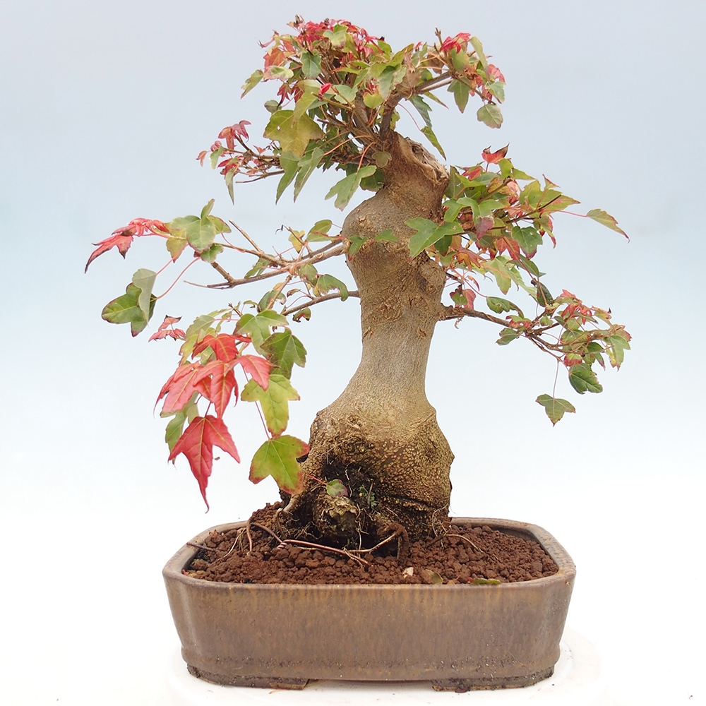 Venkovní bonsai - Acer Buergerianum - Javor Burgerův