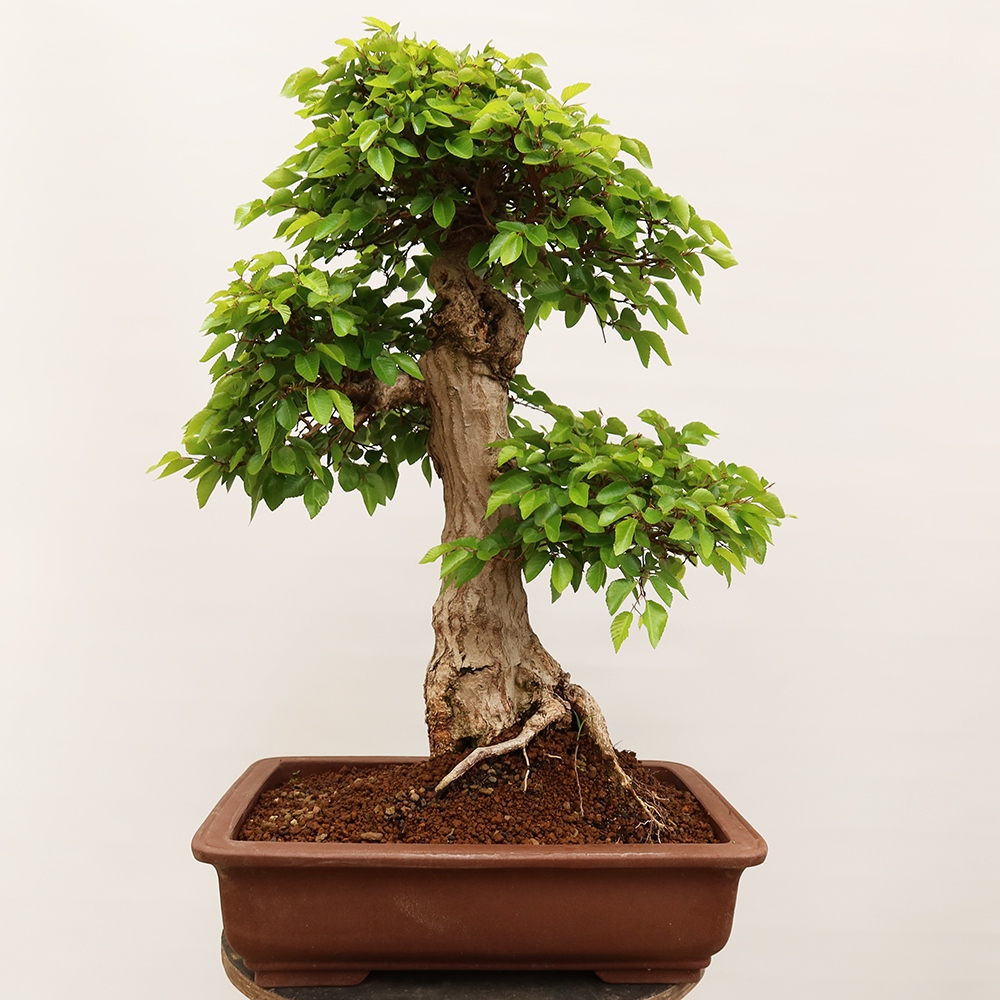 Venkovní bonsai -Carpinus Coreana - Habr korejský