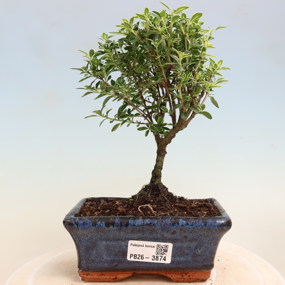 Pokojová bonsai - Serissa foetida Variegata - Strom tisíce hvězd