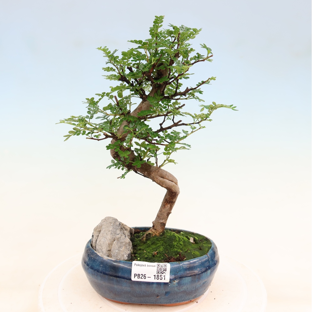 Pokojová bonsai - Zantoxylum piperitum - Pepřovník