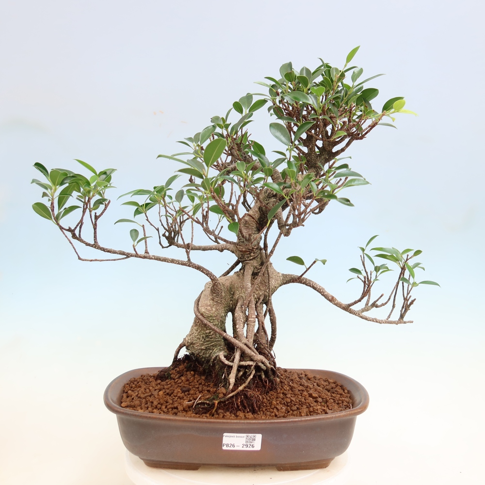 Pokojová bonsai - Ficus kimmen -  malolistý fíkus