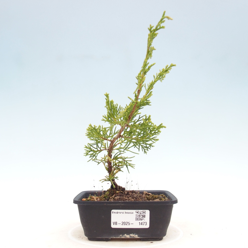 Venkovní bonsai - Juniperus chinensis Itoigawa -Jalovec čínský