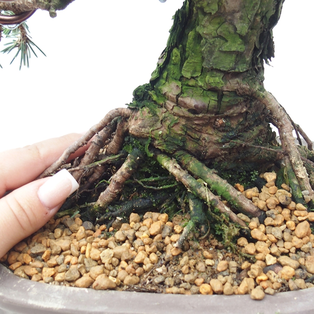 Venkovní bonsai - Pinus thunbergii Kotobuki - Borovice thunbergova