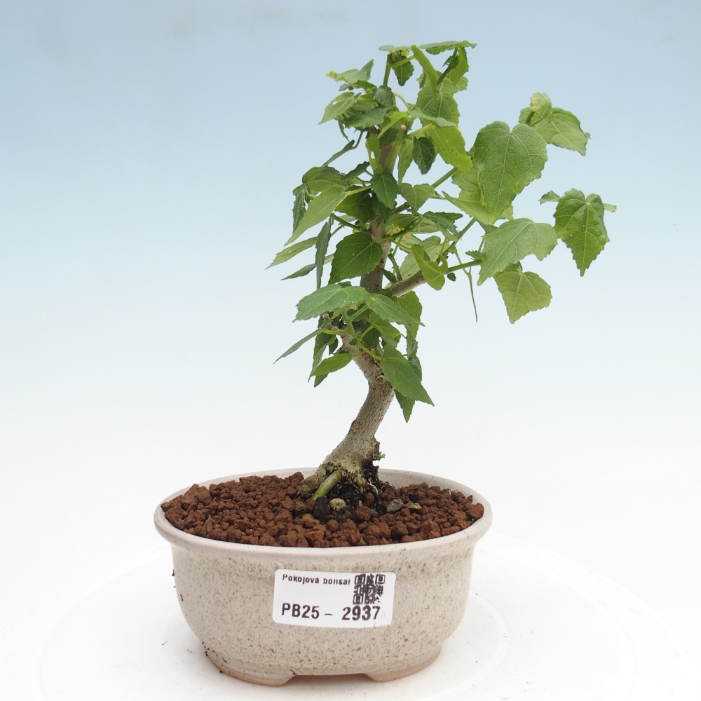 Pokojová bonsai - Malvaviscus arboreus - ibiškovec dřevnatý