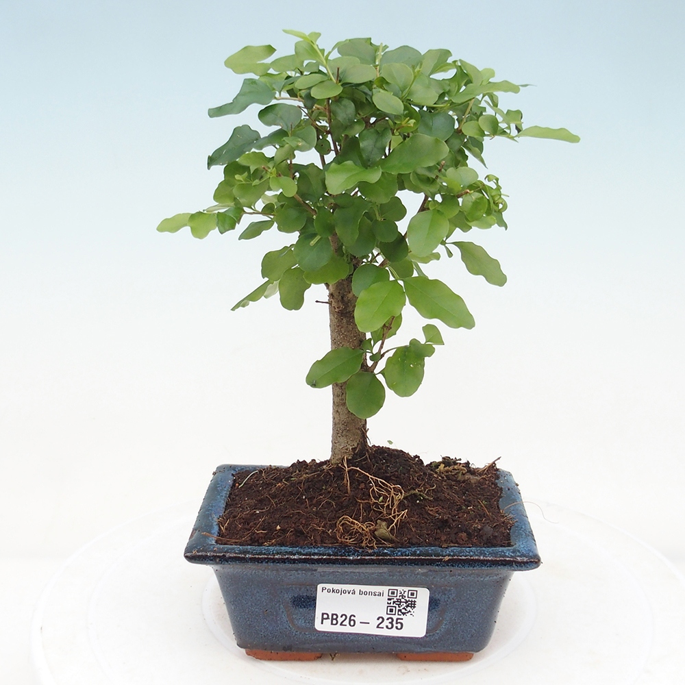 Pokojová bonsai -Ligustrum chinensis - Ptačí zob
