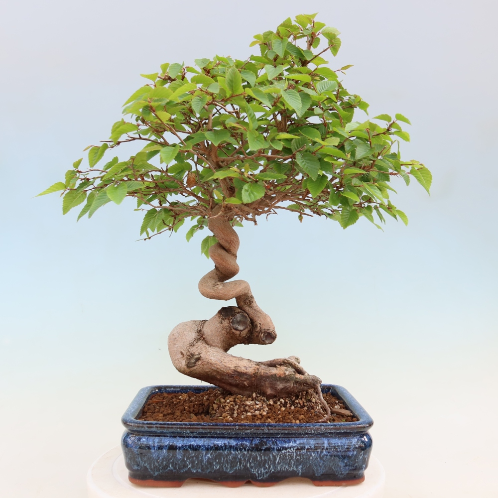 Venkovní bonsai -Carpinus coreana - Habr korejský