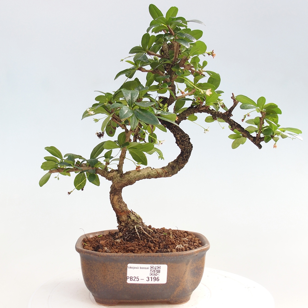 Pokojová bonsai - Carmona macrophylla - Čaj fuki