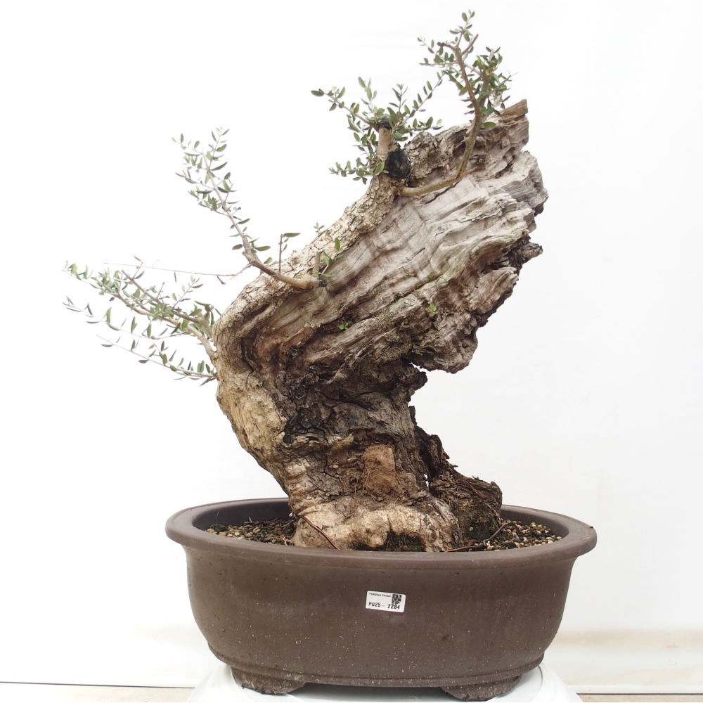 Pokojová bonsai - Olea europaea sylvestris -Oliva evropská drobnolistá