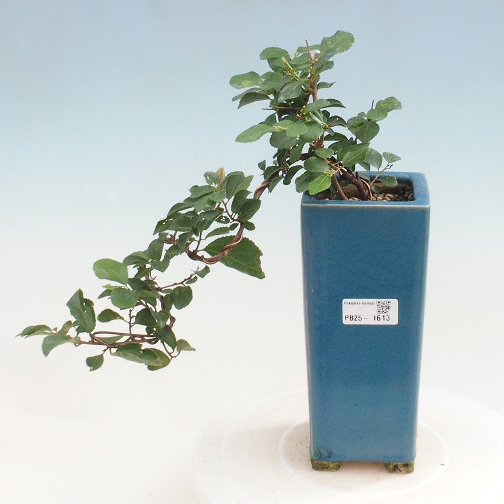 Pokojová bonsai - Grewia occidentalis - Hvězdice levandulová