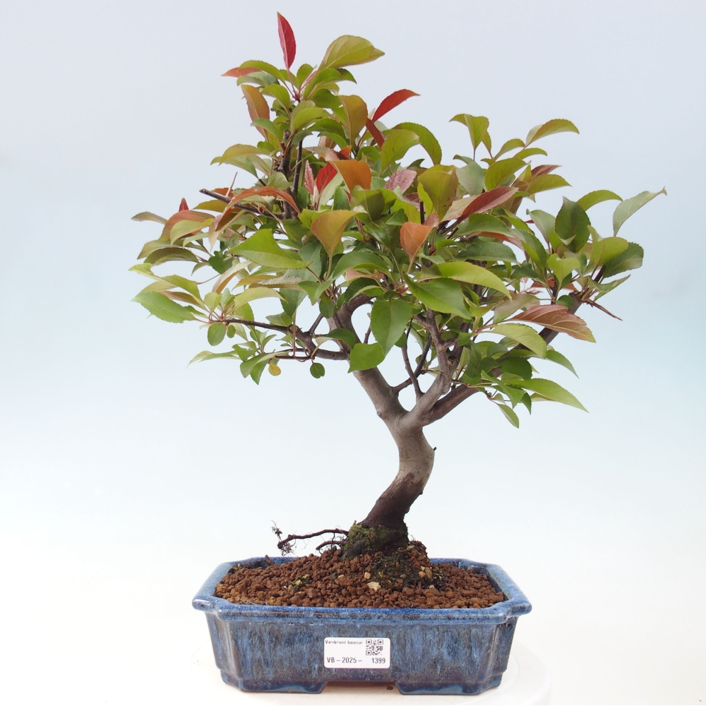 Venkovní bonsai -Malus domestica - Maloplodá jabloň červenolistá