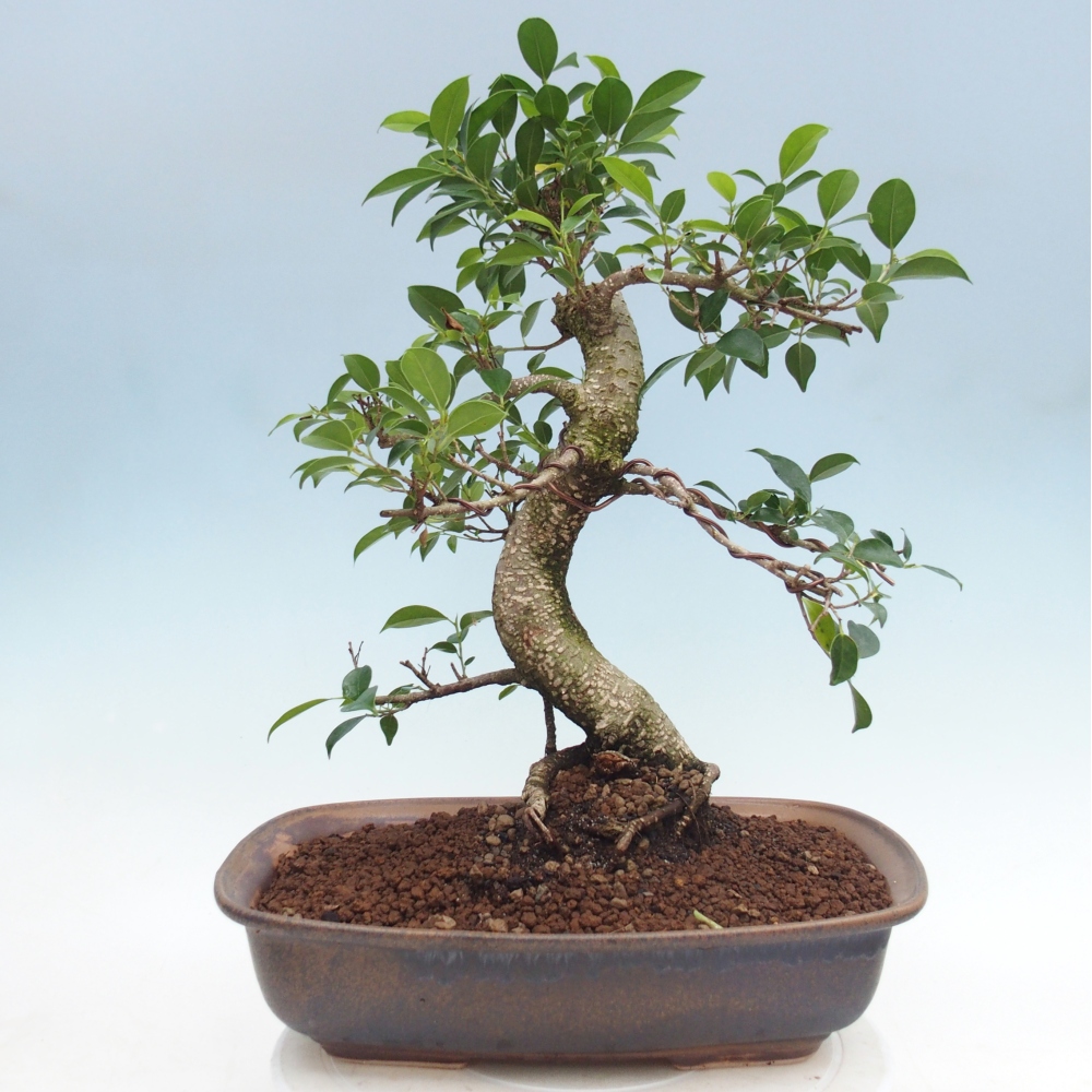 Pokojová bonsai - Ficus retusa -  malolistý fíkus