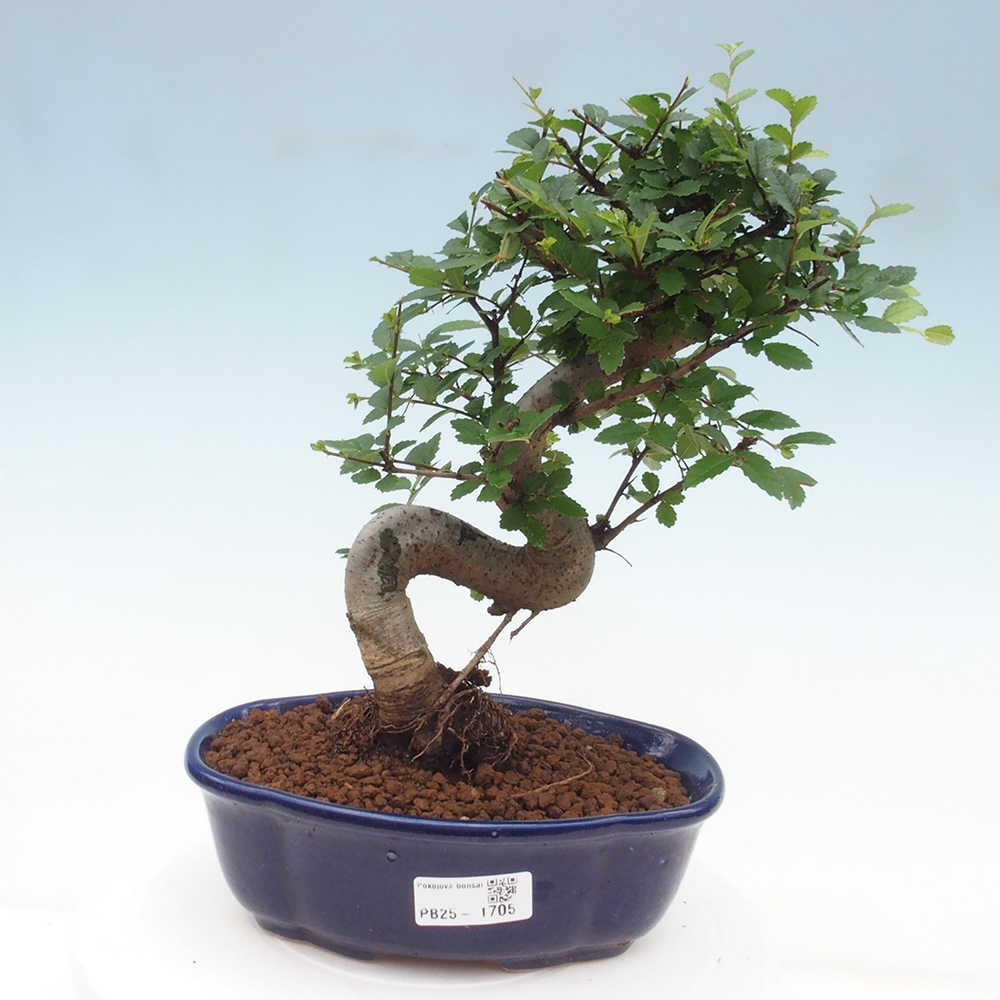 Pokojová bonsai-Malolistý jilm 