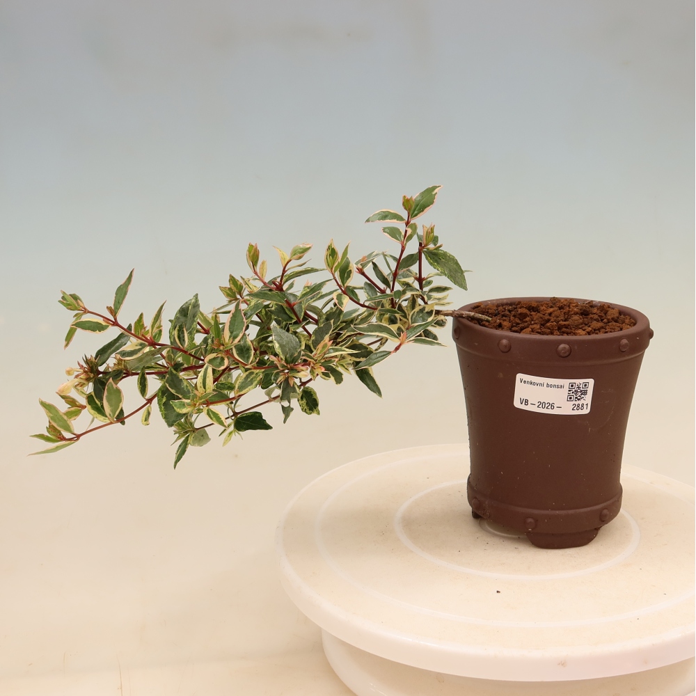 Venkovní bonsai - Abelia gr. Confetti - Abélie velkokvětá