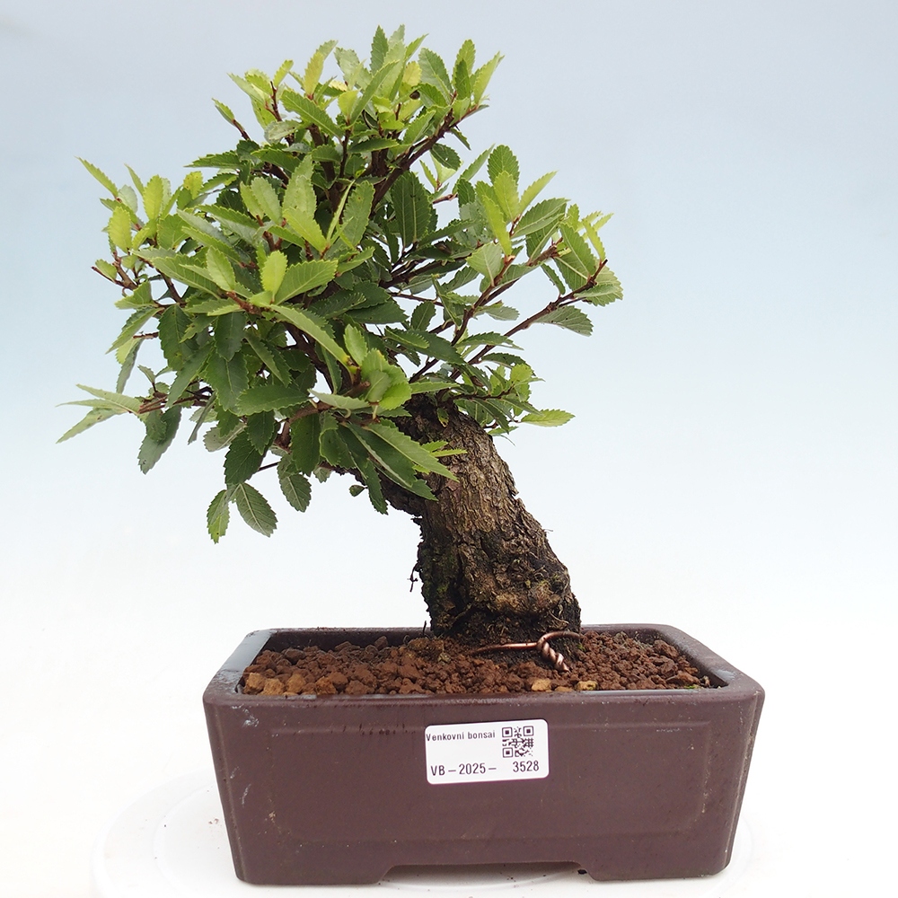 Venkovní bonsai - Zelkova - Zelkova serrata