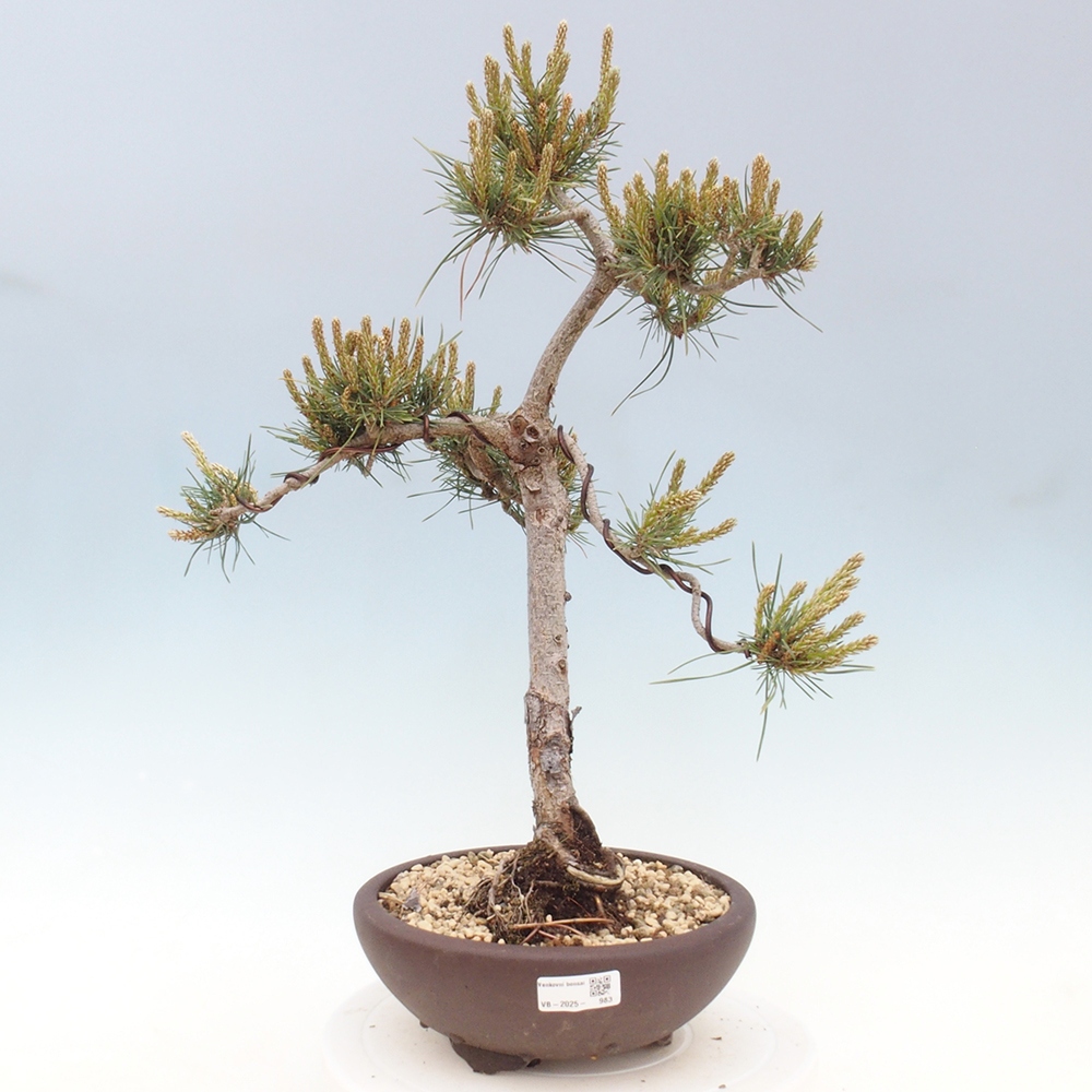 Venkovní bonsai - Pinus Sylvestris Watererri - Borovice lesní