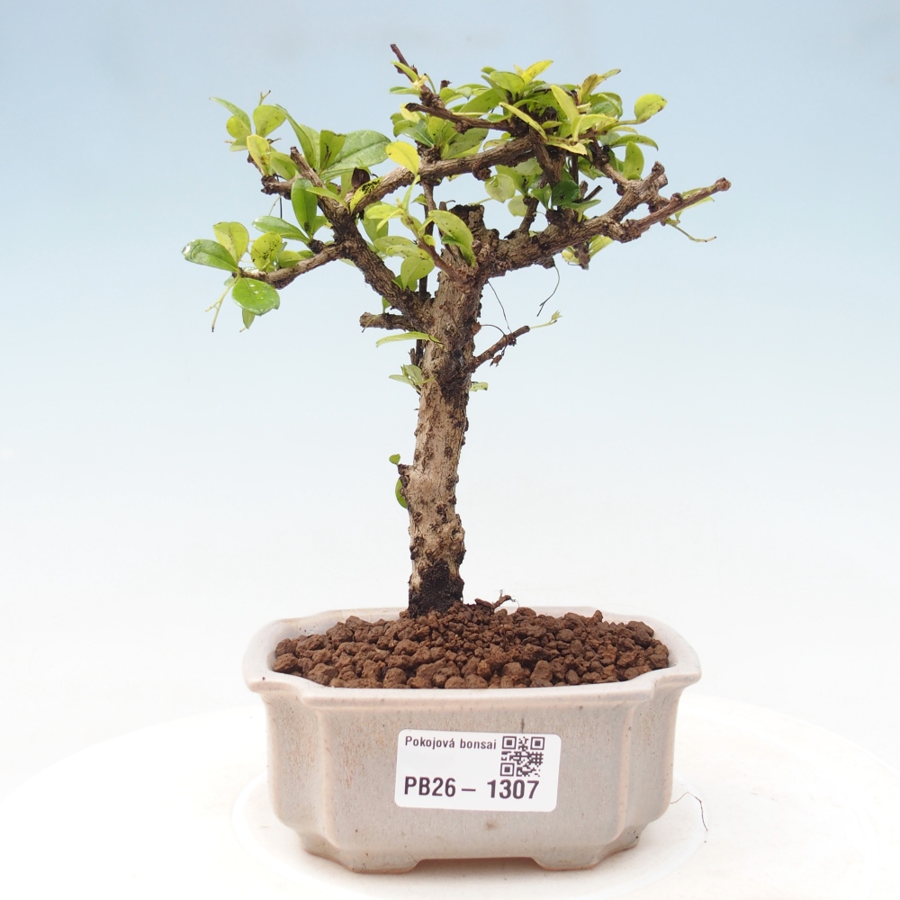 Pokojová bonsai - Carmona macrophylla - Čaj fuki