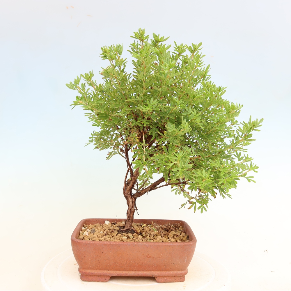 Venkovní bonsai-Mochna křovitá - Potentila fruticosa Bellissima