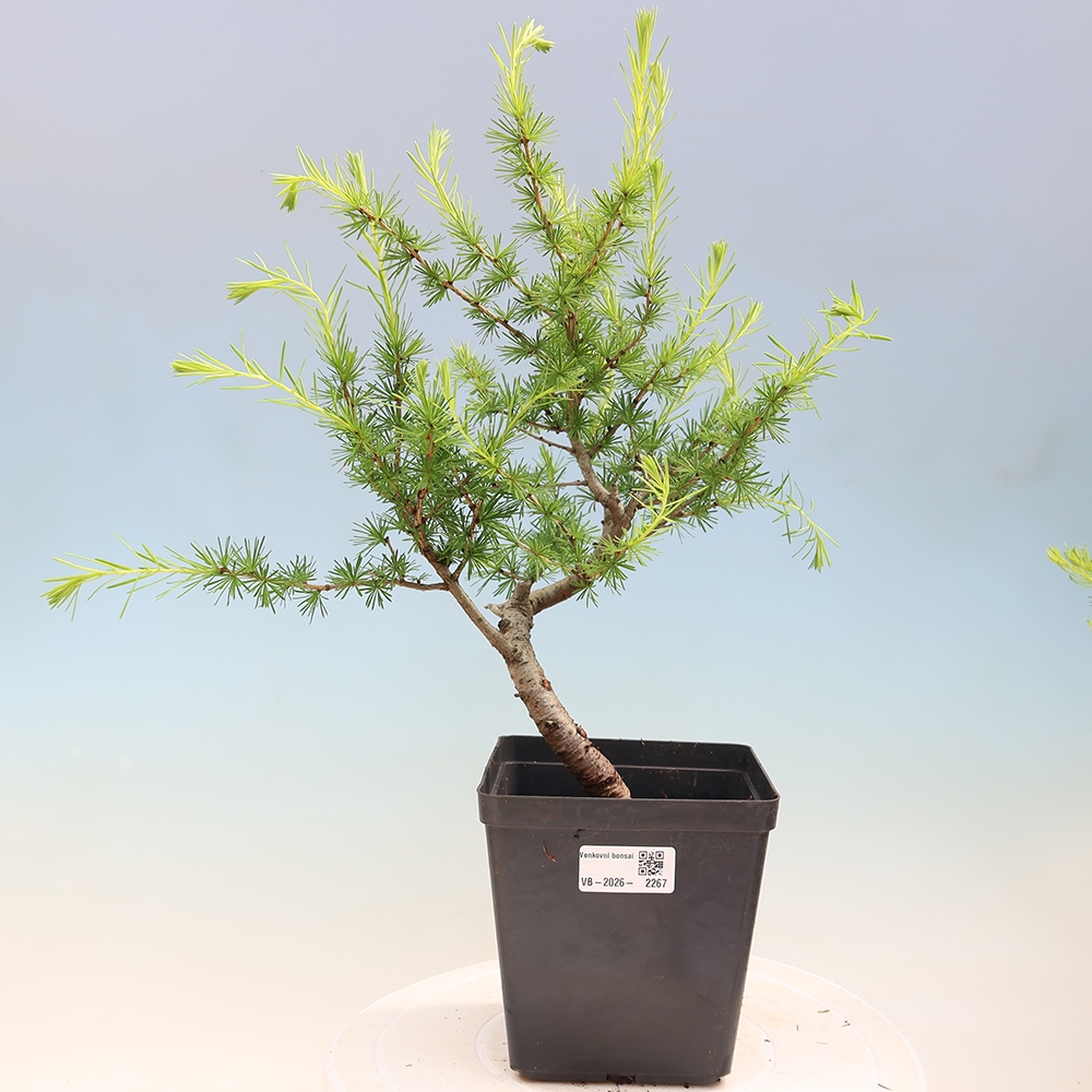 Venkovní bonsai -Larix decidua - Modřín opadavý 