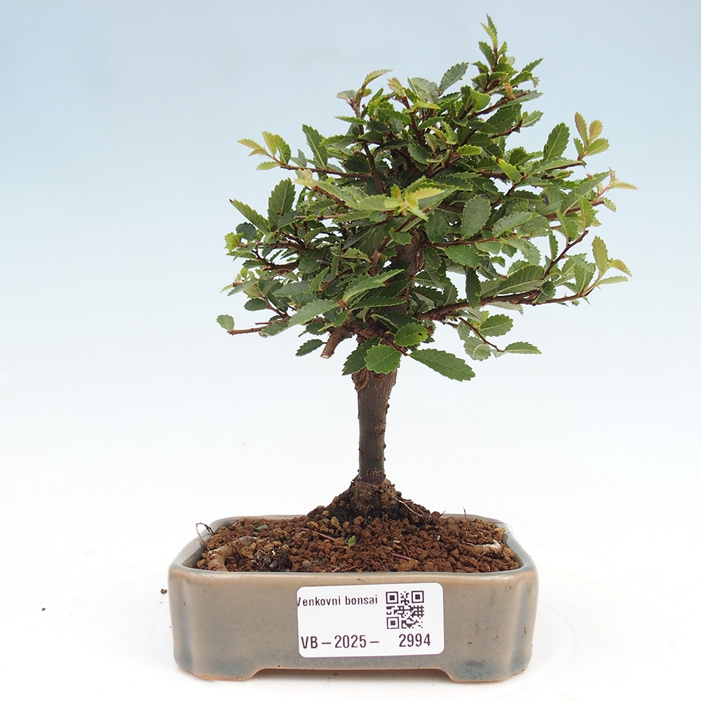 Venkovní bonsai - Ulmus parvifolia Sagei - Malolistý jilm