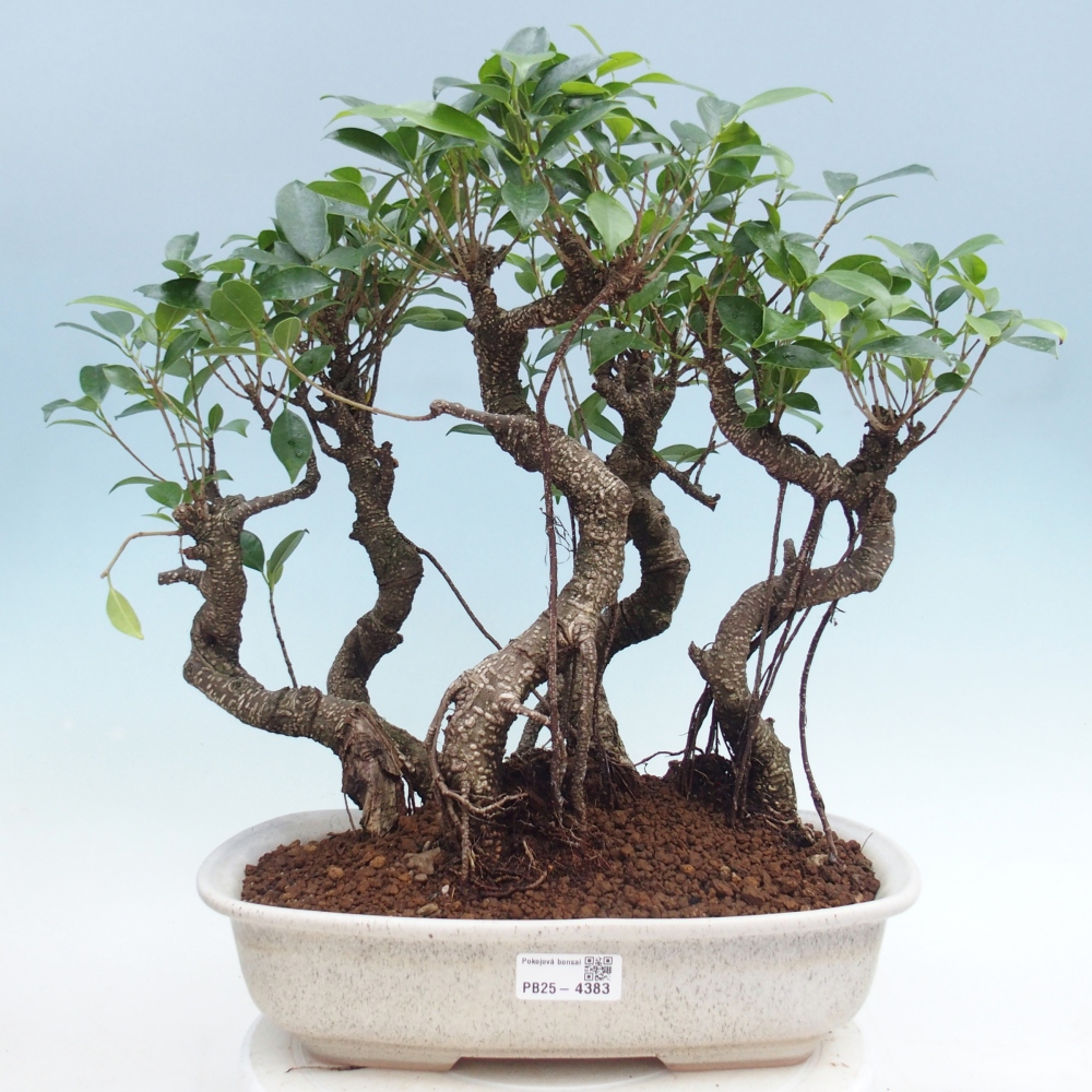 Pokojová bonsai - Ficus kimmen -  malolistý fíkus