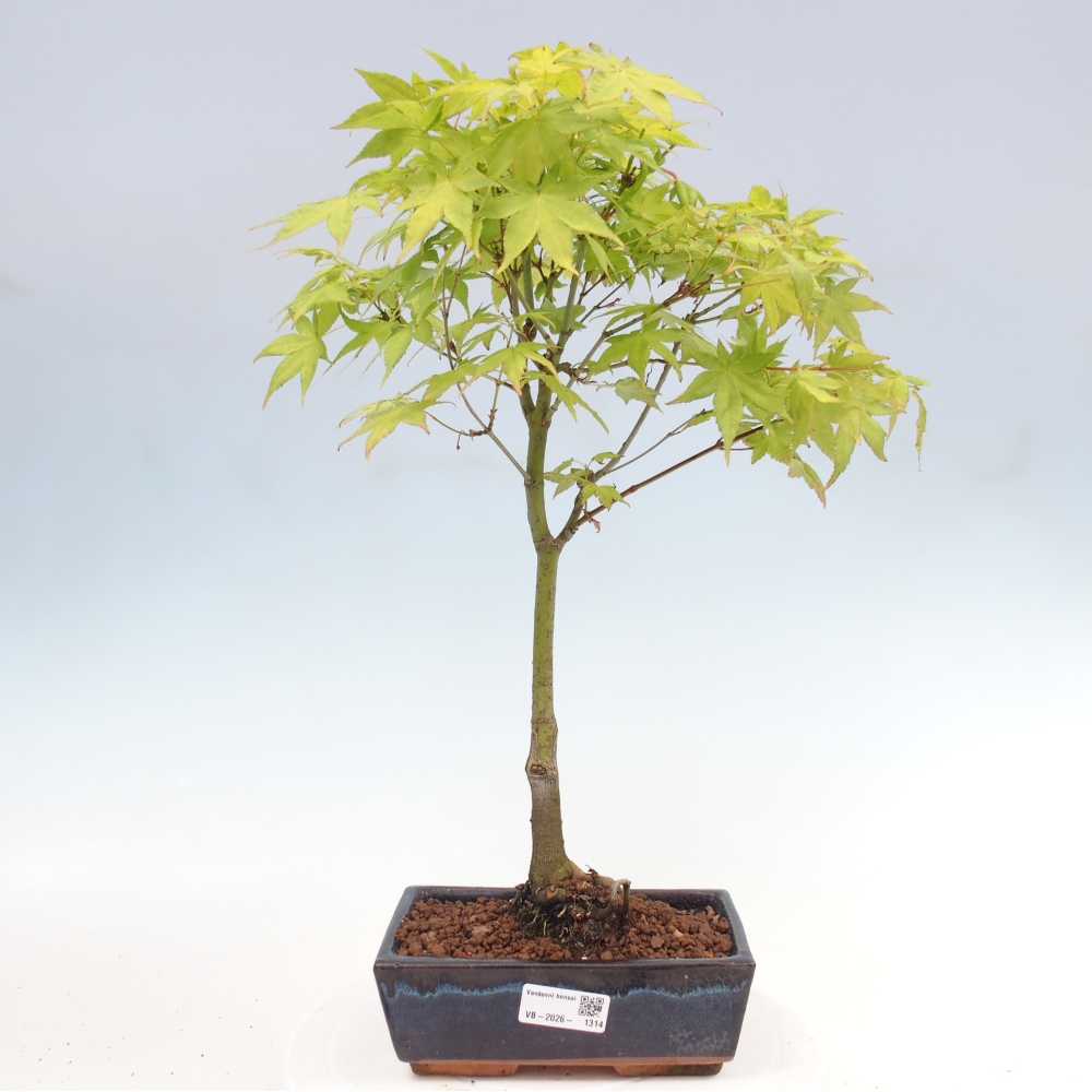 Acer palmatum Aureum - Javor dlanitolistý zlatý