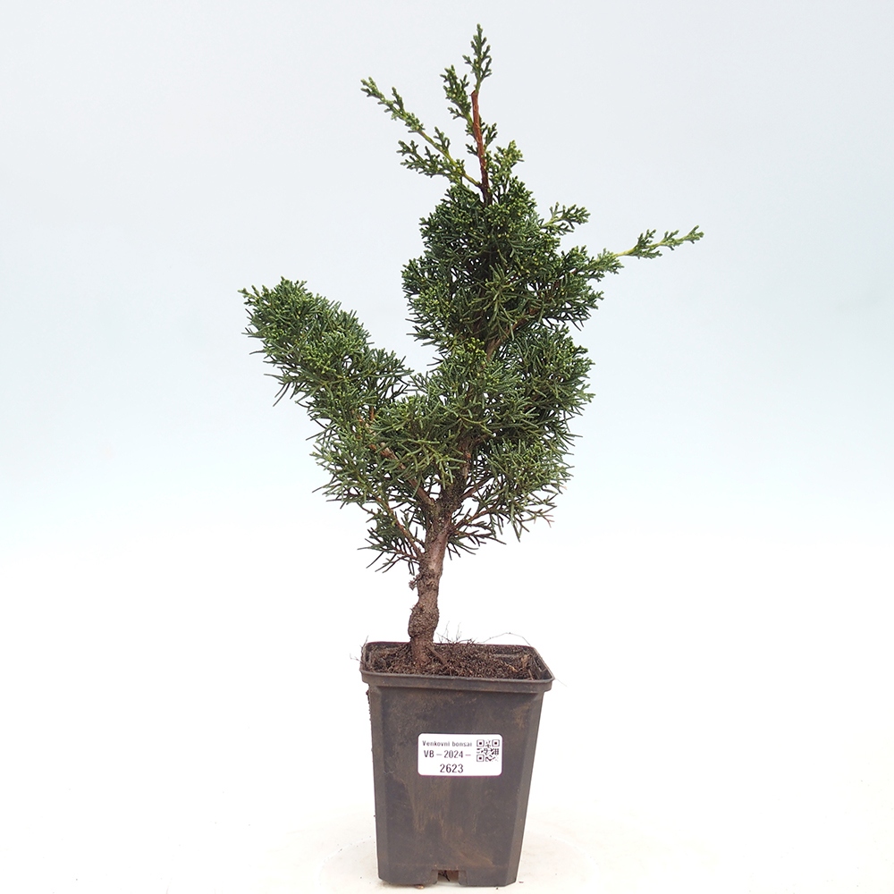 Venkovní bonsai - Juniperus chinensis Kishu -Jalovec čínský