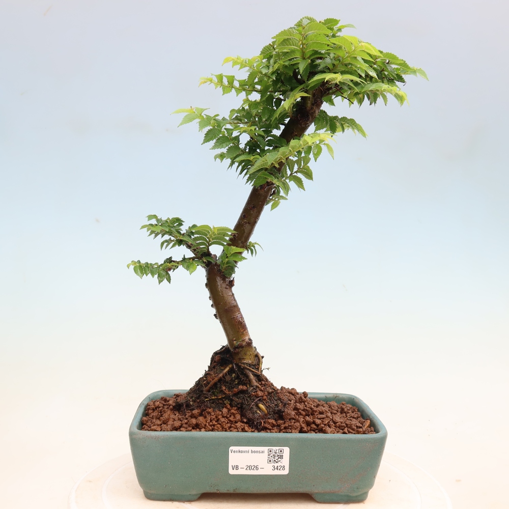 Venkovní bonsai - Ulmus Jacqueline Hillier - Jilm nádherný