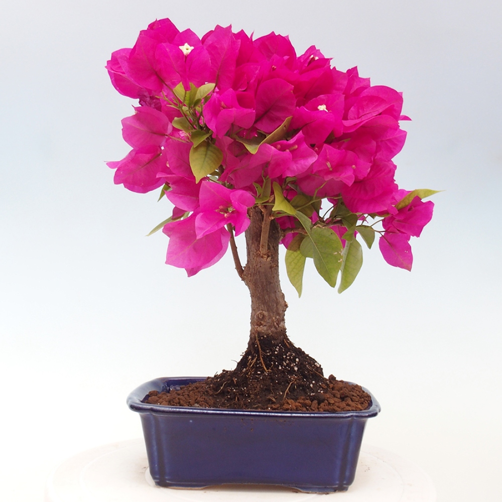 Pokojová bonsai - Bouganwilea