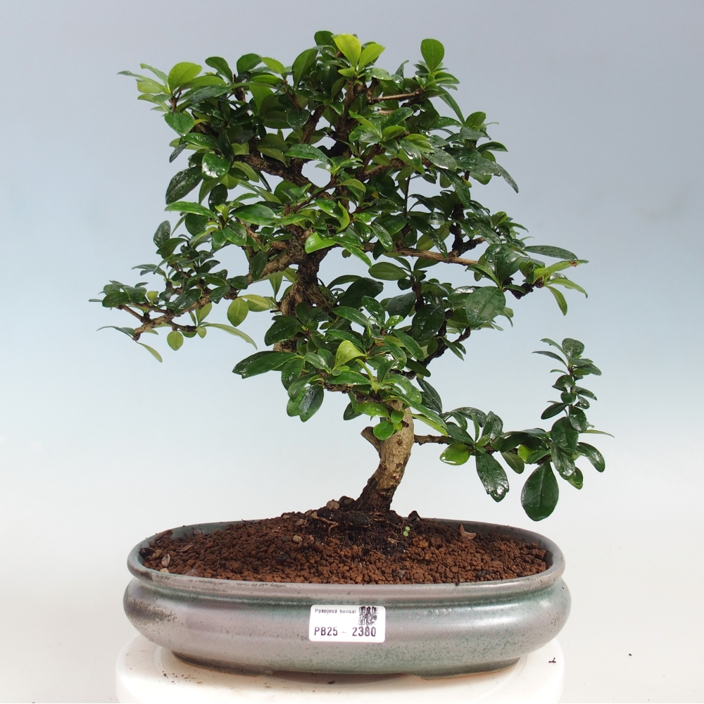 Pokojová bonsai - Carmona macrophylla - Čaj fuki