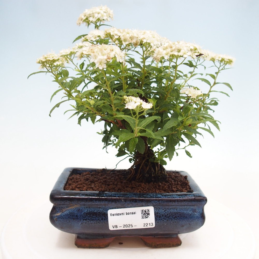 Venkovní bonsai -malolistý tavolník - Spirea japonica GENPSI