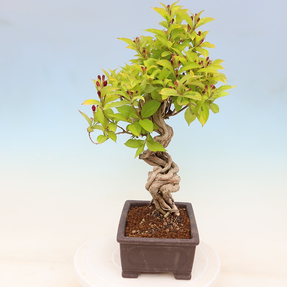 Venkovní bonsai - Weigela subsessilis - Vajgélie korejská
