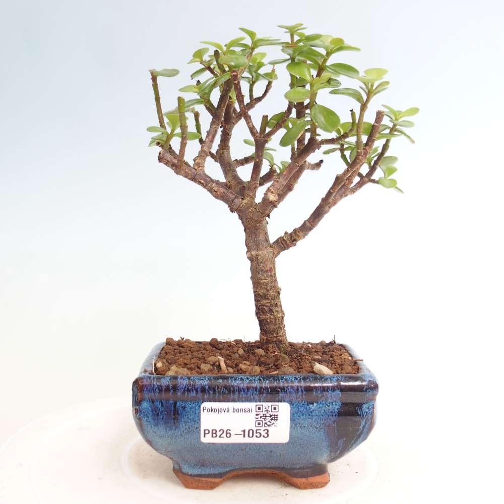 Pokojová bonsai - Portulakaria Afra - Tlustice