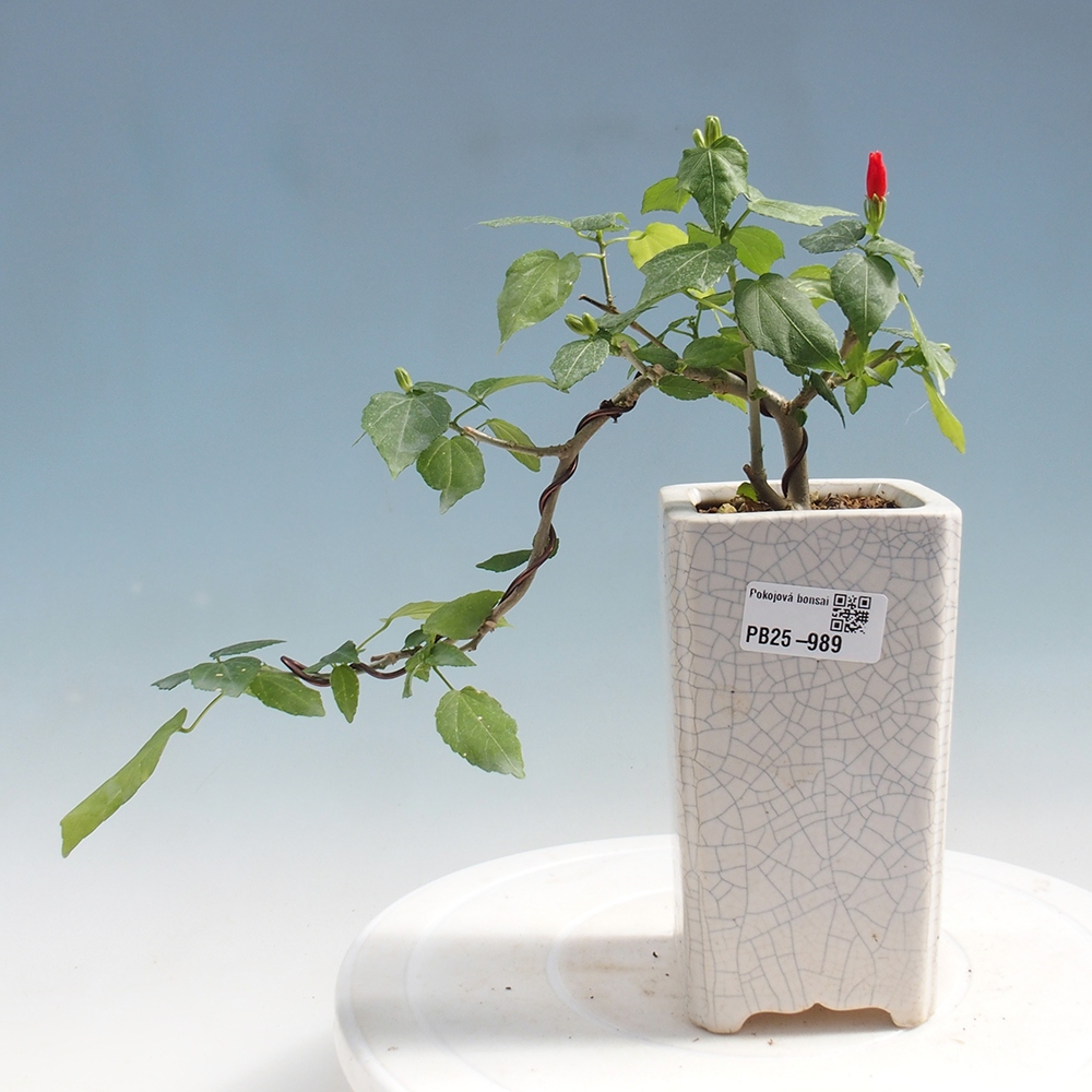 Pokojová bonsai - Malvaviscus arboreus - ibiškovec dřevnatý
