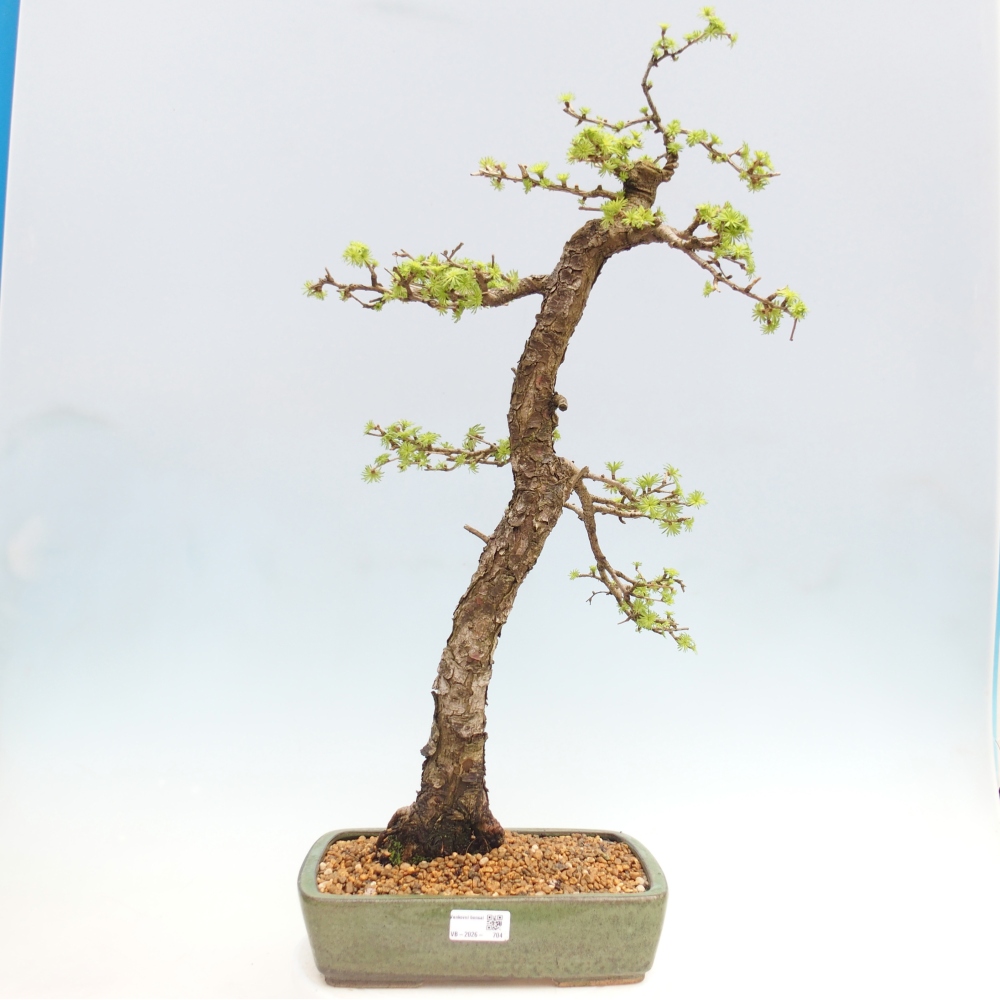 Venkovní bonsai -Larix decidua - Modřín opadavý - Pouze paletová přeprava