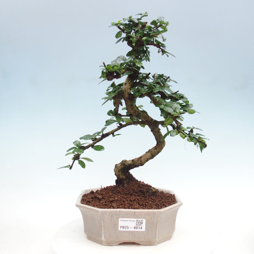 Pokojová bonsai - Carmona macrophylla - Čaj fuki