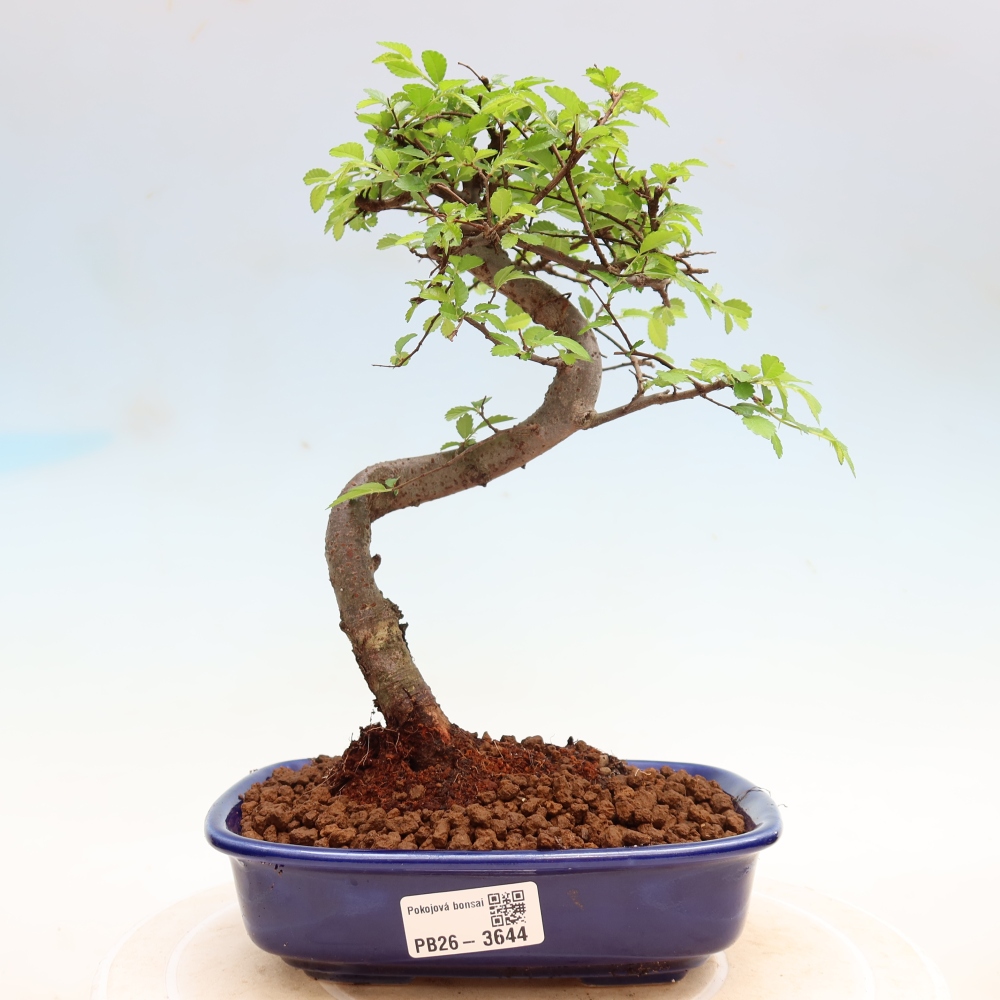 Pokojová bonsai - Ulmus parvifolia - Malolistý jilm