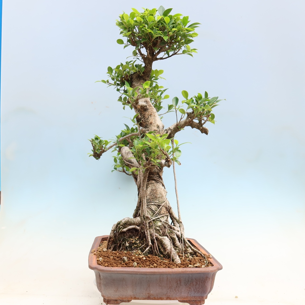 Pokojová bonsai - Ficus kimmen -  malolistý fíkus