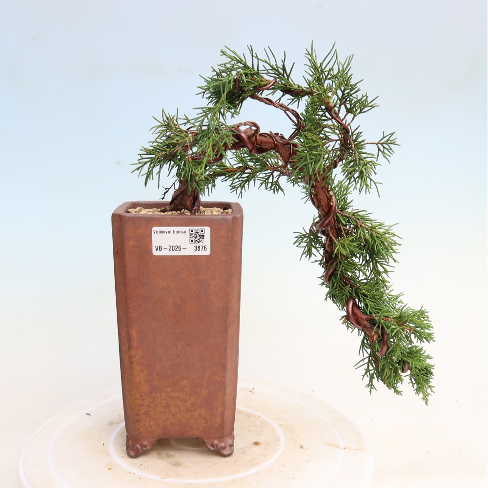 Venkovní bonsai - Juniperus chinensis Kishu -Jalovec čínský