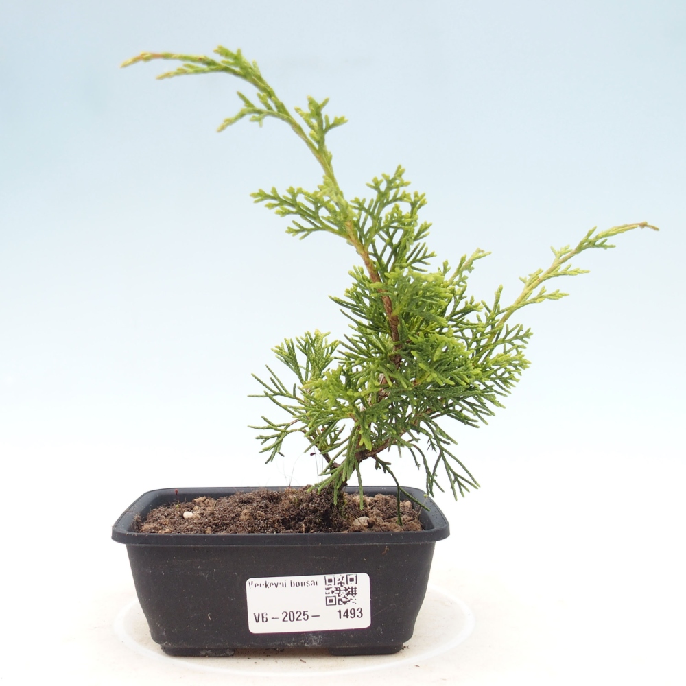 Venkovní bonsai - Juniperus chinensis Itoigawa -Jalovec čínský