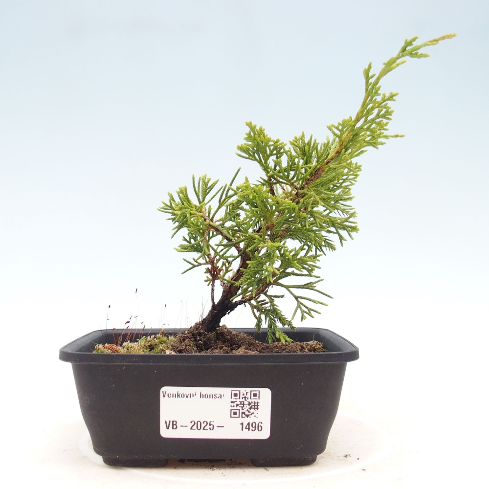 Venkovní bonsai - Juniperus chinensis Itoigawa -Jalovec čínský