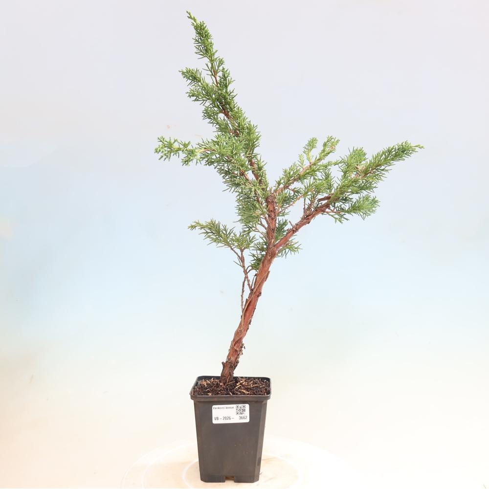 Venkovní bonsai - Juniperus chinensis Kishu -Jalovec čínský