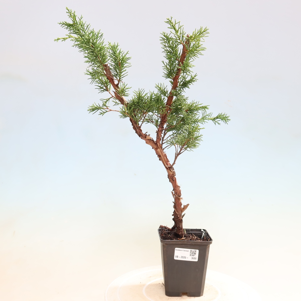 Venkovní bonsai - Juniperus chinensis Kishu -Jalovec čínský