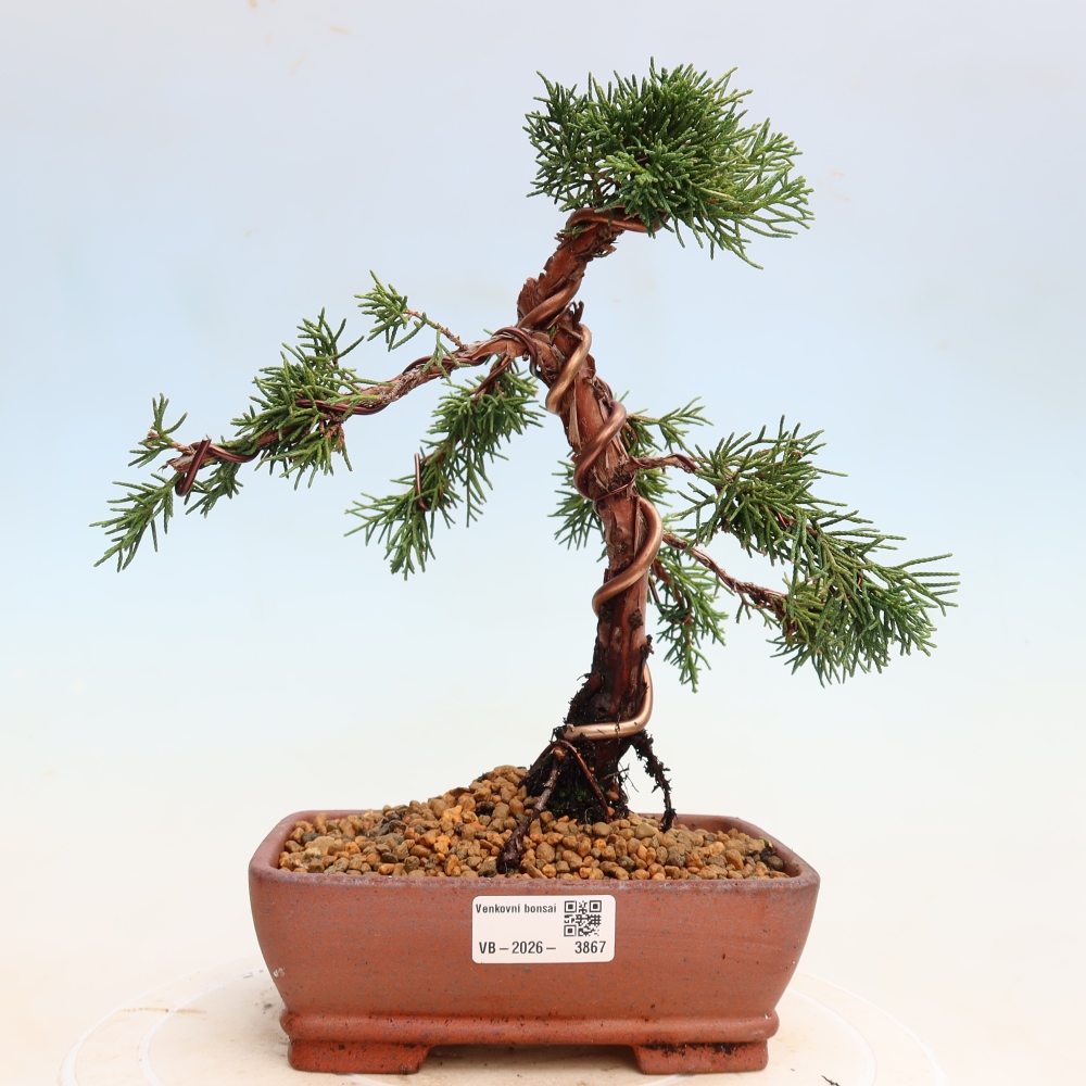 Venkovní bonsai - Juniperus chinensis Kishu -Jalovec čínský