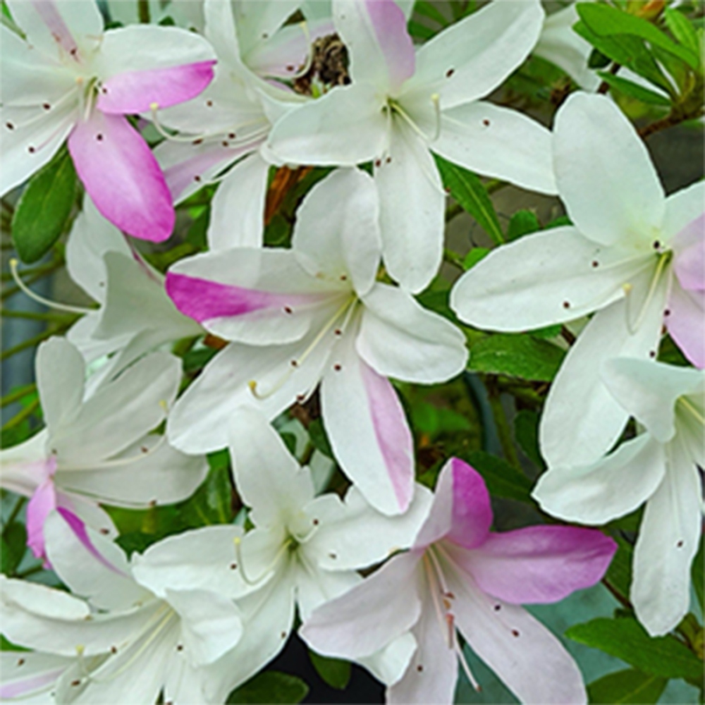 Venkovní bonsai - Japonská azalka - Azalea Yukigesho