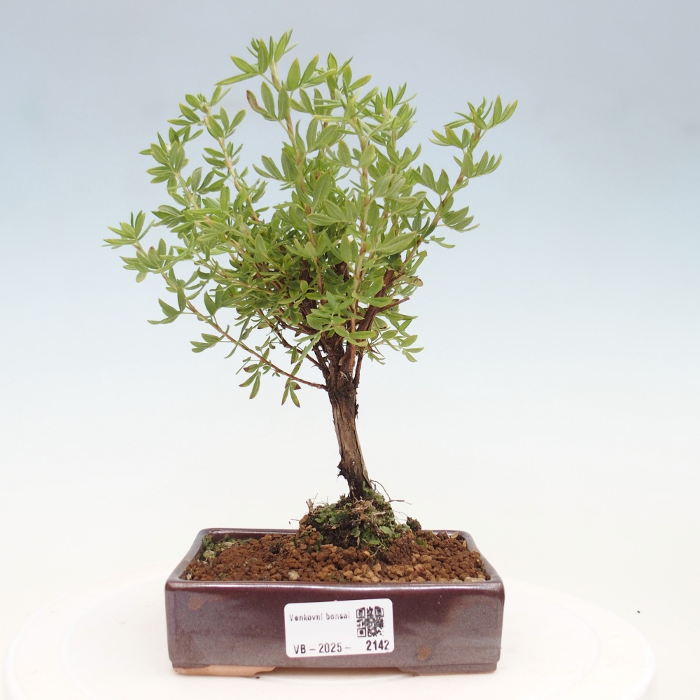 Venkovní bonsai-Mochna křovitá - potentila fruticosa yellow Bird