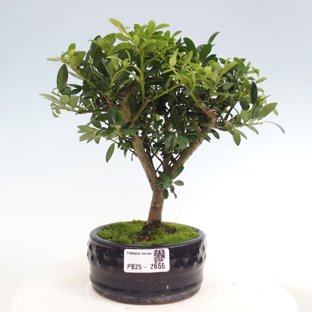 Pokojová bonsai - Ilex crenata - Cesmína