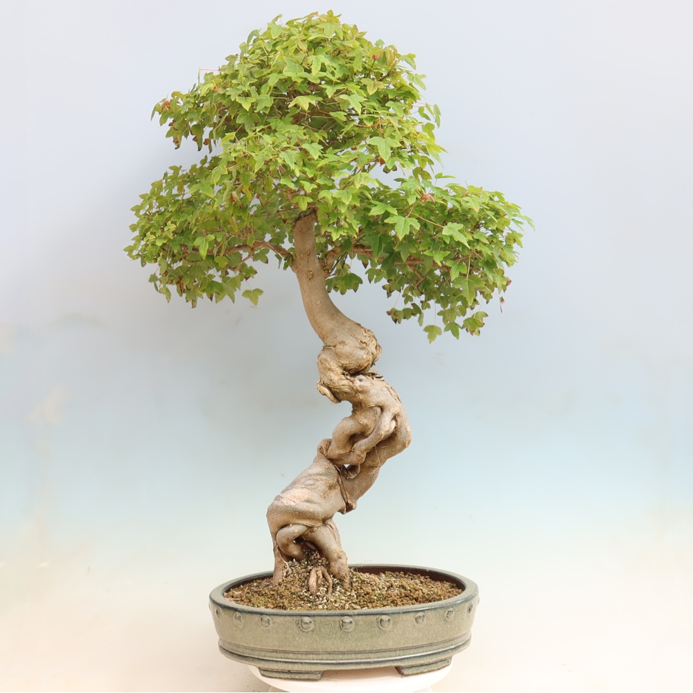 Venkovní bonsai - Acer Buergerianum - Javor Burgerův