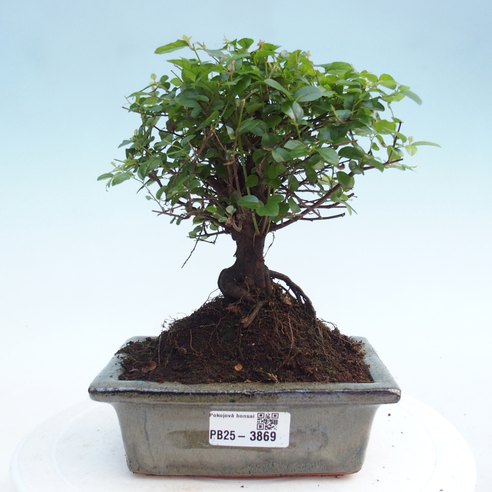 Pokojová bonsai - Sagerécie thea - Sagerécie thea