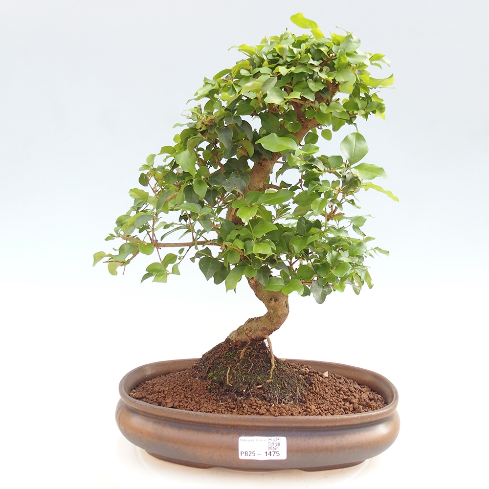 Pokojová bonsai -Ligustrum chinensis - Ptačí zob