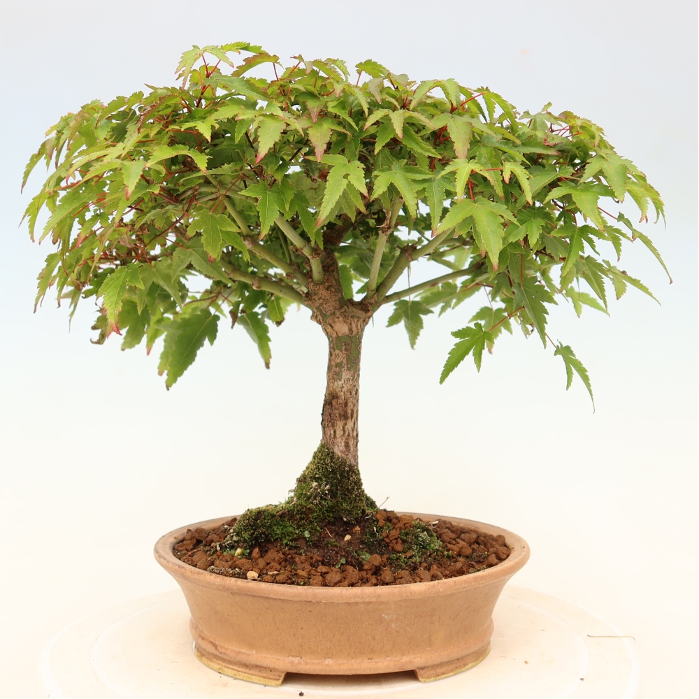 Acer palmatum KIOHIME - Javor dlanitolistý